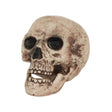 Large Skeleton Skull Decoration